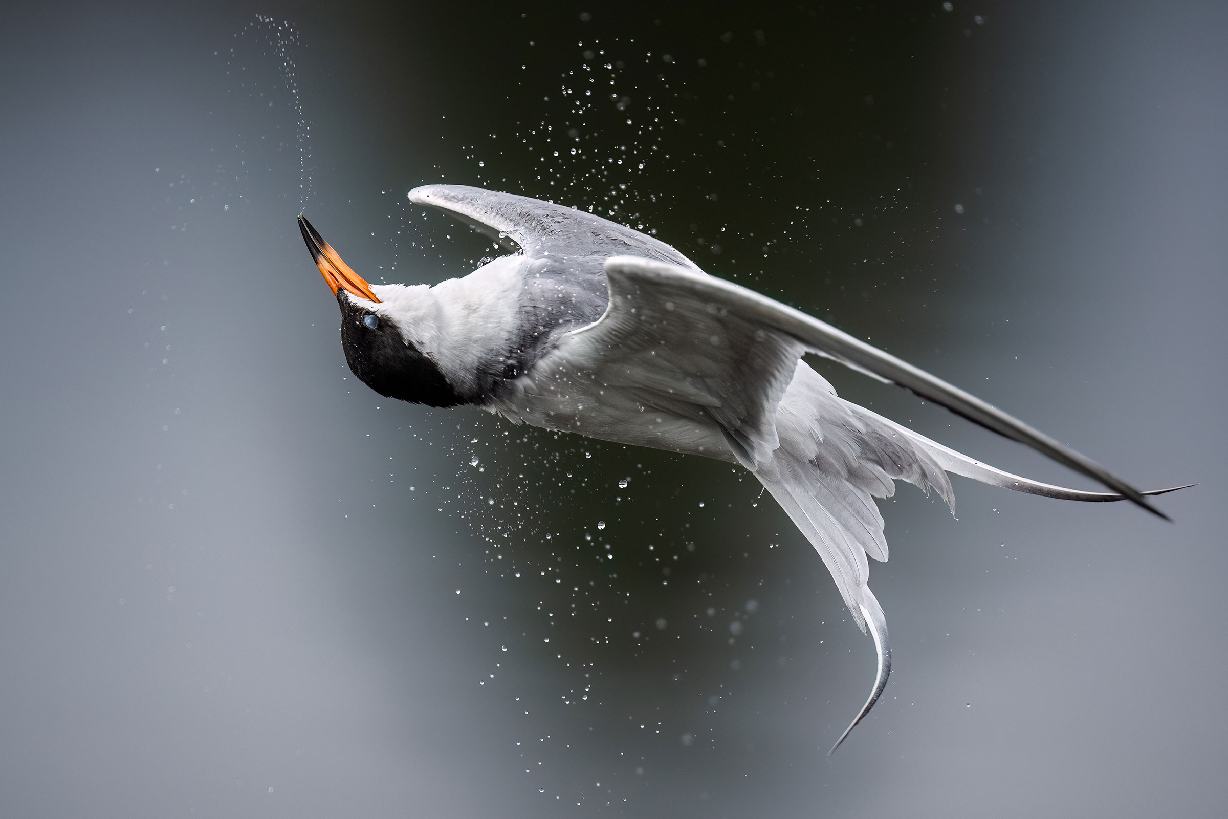 A Forster’s Tern is in the air, its head turned almost 180 degrees so that its bill is pointing almost straight up, and its tail is twisted. The bird’s outstretched wings give the impression the bird is floating upside down. Water droplets appear in a stream from the bird’s bill and also below it.