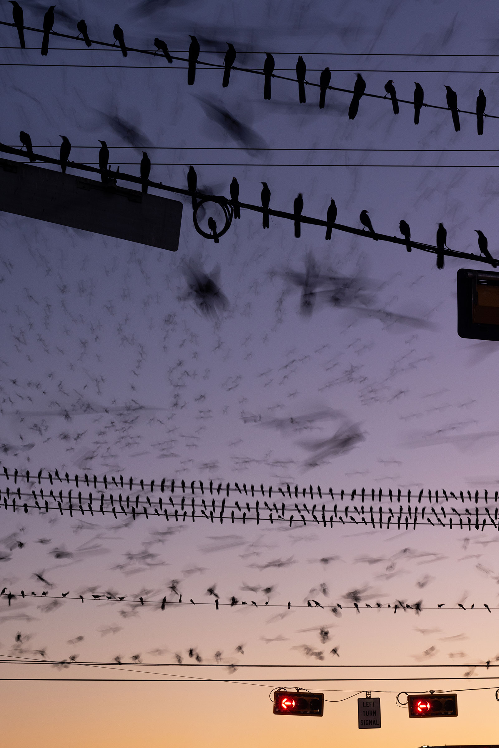 Silhouetted grackles perch on power lines that bisect the image, with their tails nearly all pointing in the same direction. The sky is purple and pink. Through the whole of the photo are blurry figures of grackles flying through the air.