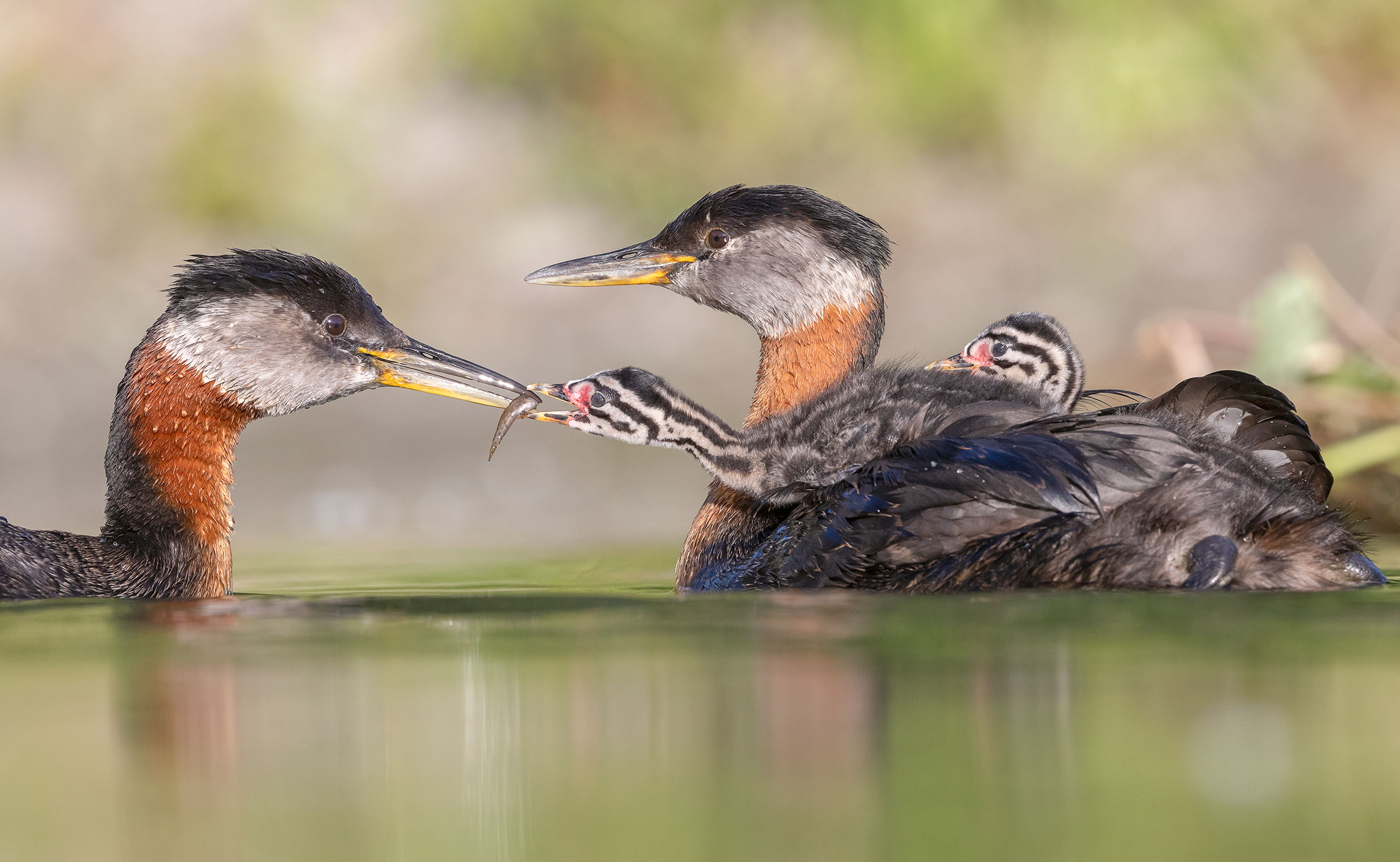 Two adult Red-necked Grebes face each other in the water. The entire grebe’s body on the right is visible, and two black and white-headed chicks sit on its back. One is leaning to receive a small fish from the bill of the parent.
