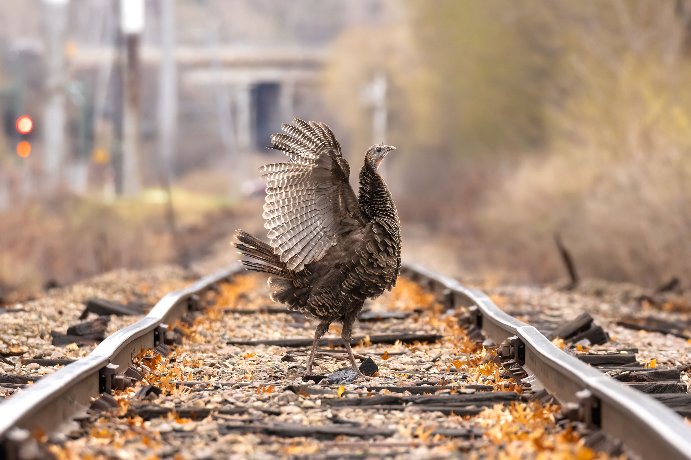 A female Wild Turkey stands in profile, and her head is held high and wings are fanned out behind her. She stands between railroad tracks littered with leaves that extend into the distance.
