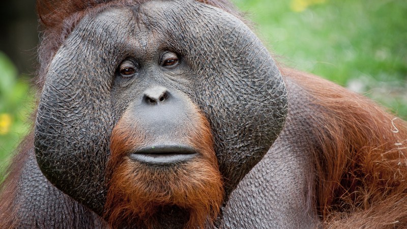 These orangutans indulge in a spa-like skincare routine