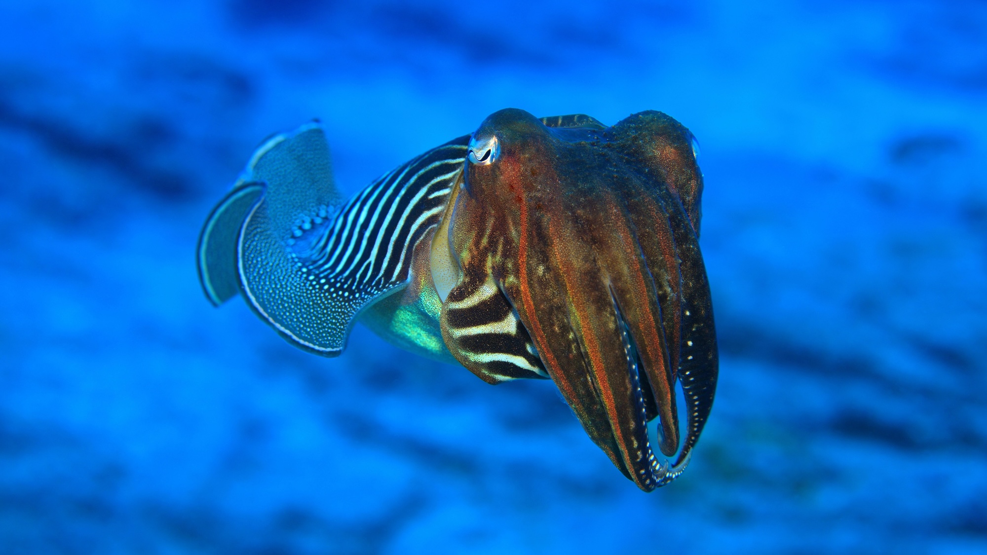 Common cuttlefish