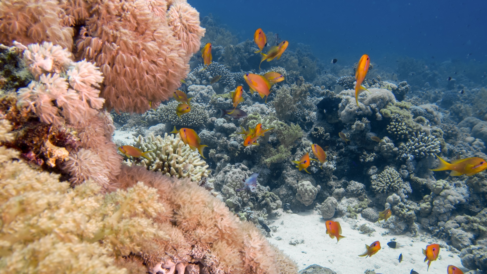 Golden Anthias (Pseudanthias squamipinnis) in the Red Sea, Egypt