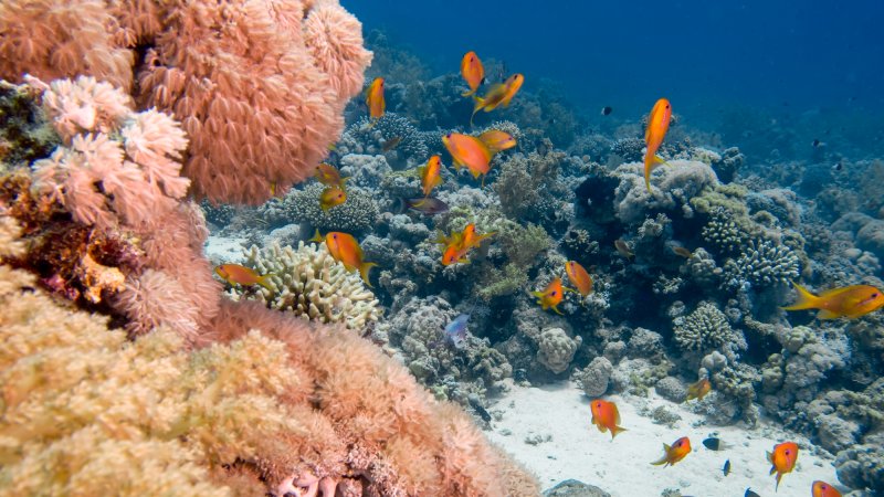 Golden Anthias (Pseudanthias squamipinnis) in the Red Sea, Egypt