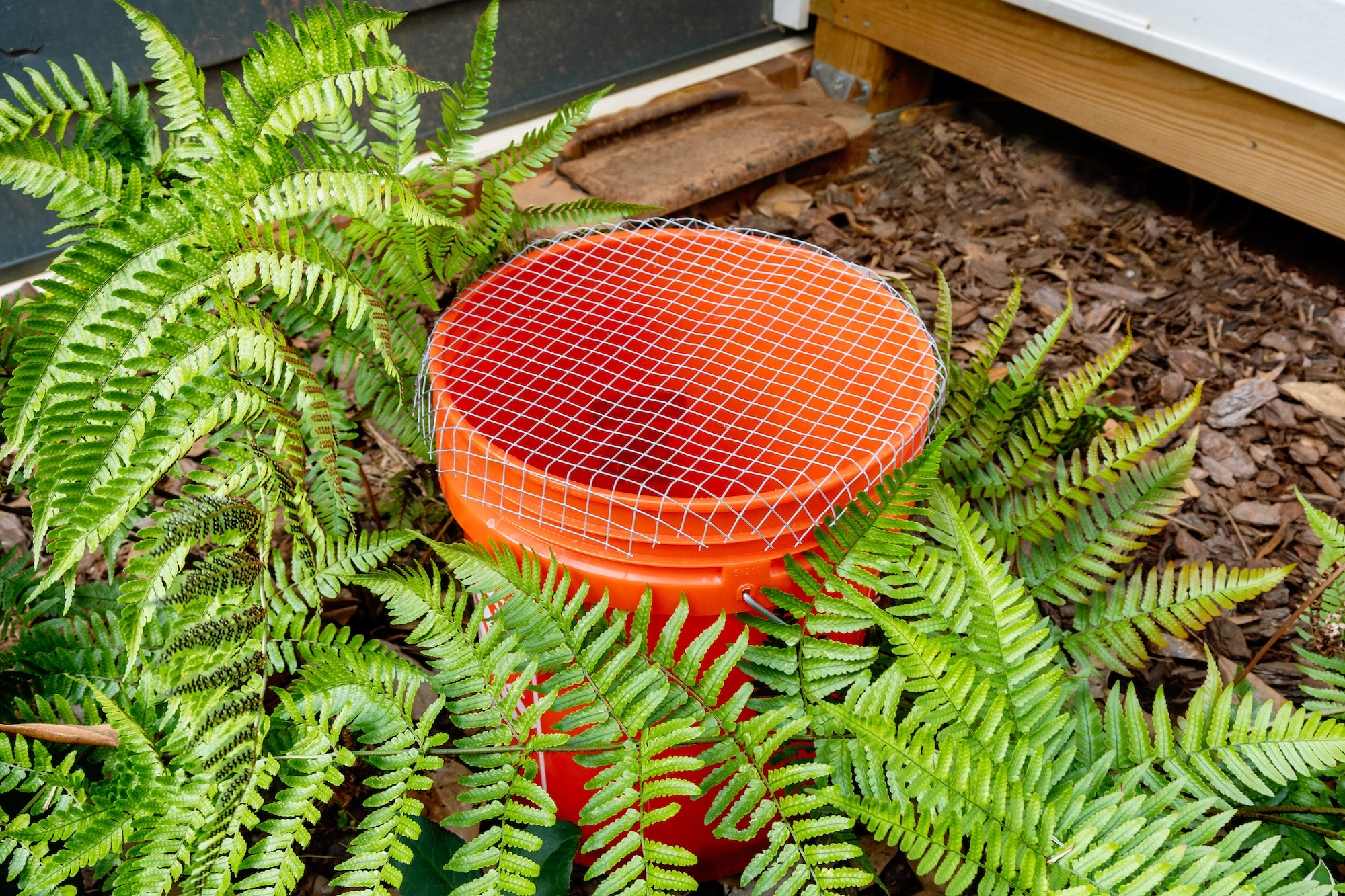 orange bucket in bushes covered in chicken wire