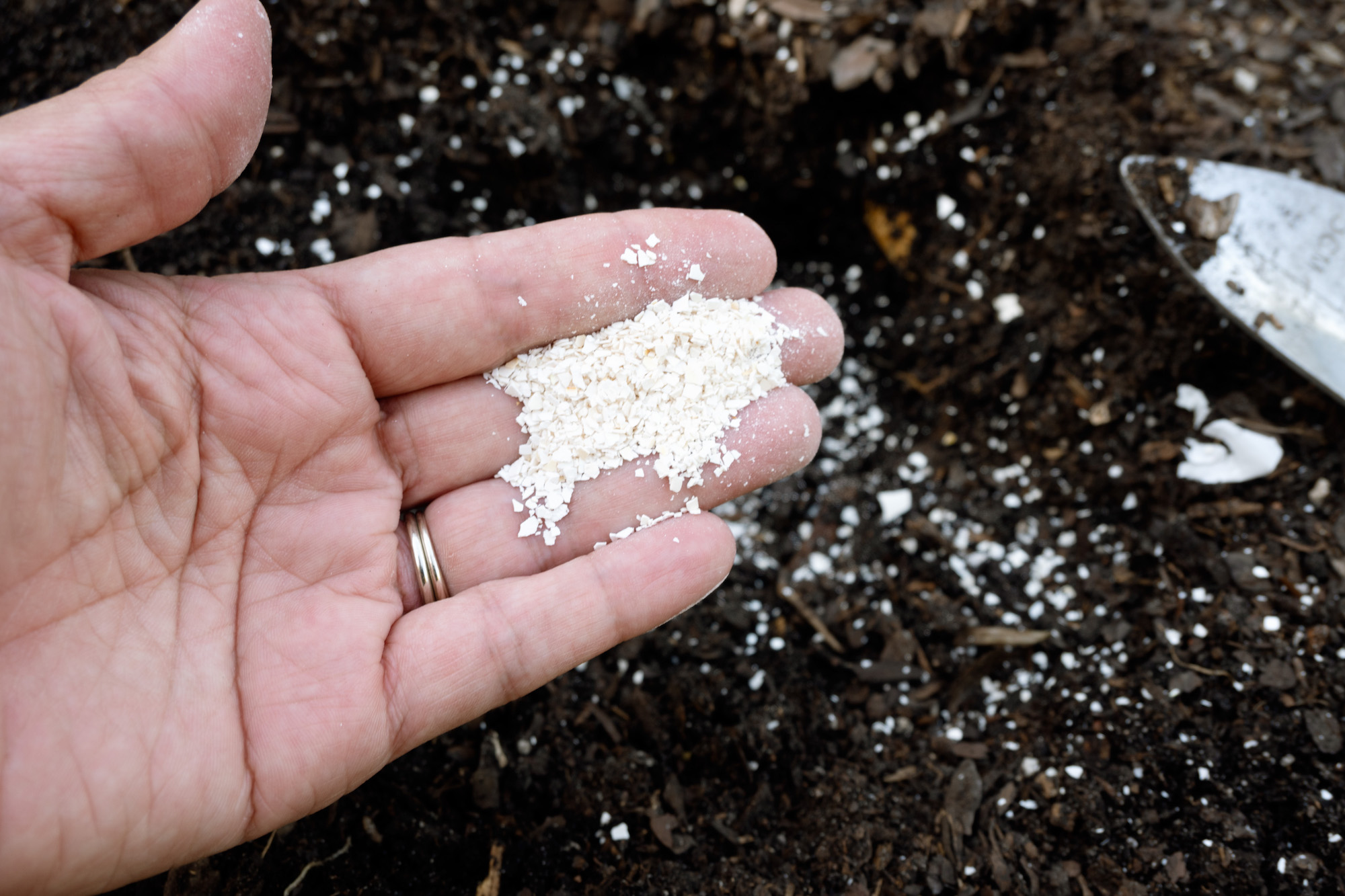 ground up eggshells in a hand over dirt