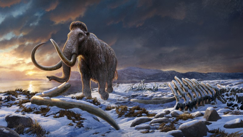 Illustration of woolly mammoth walking icy plain