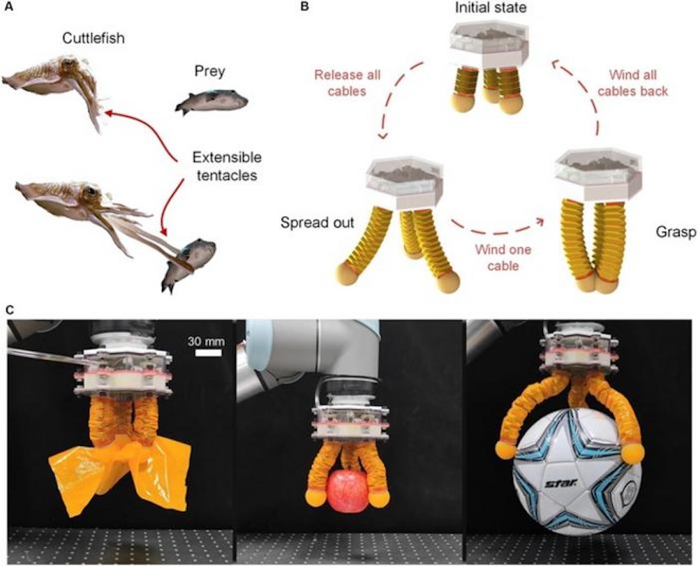 Diagram of a cuttlefish robot pincer