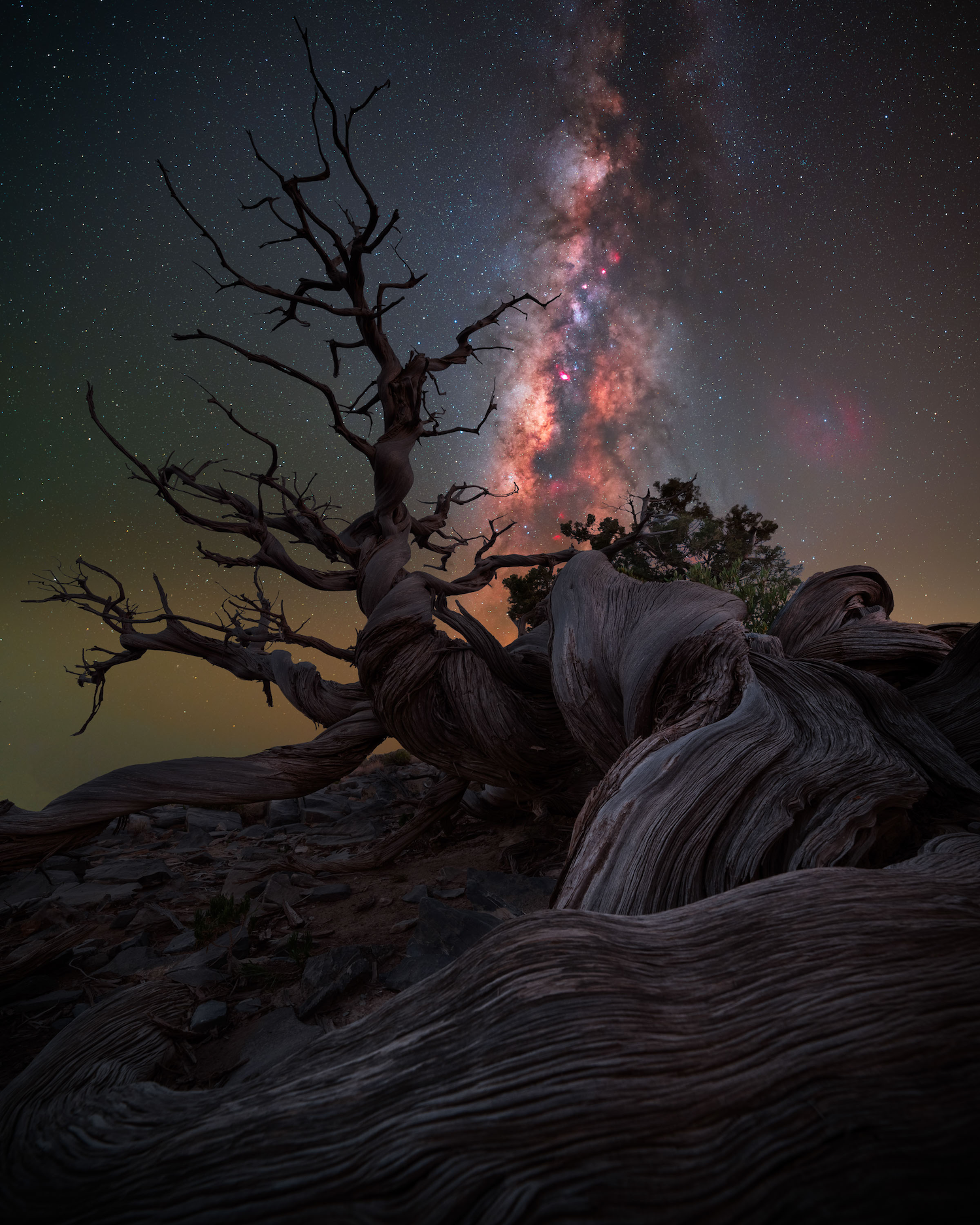 a twisted juniper tree stretches up towards the sky where a red and pink milky way is seen