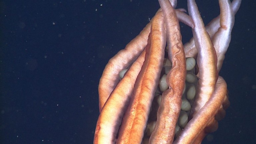 Close-up of squid tentacles clutching eggs