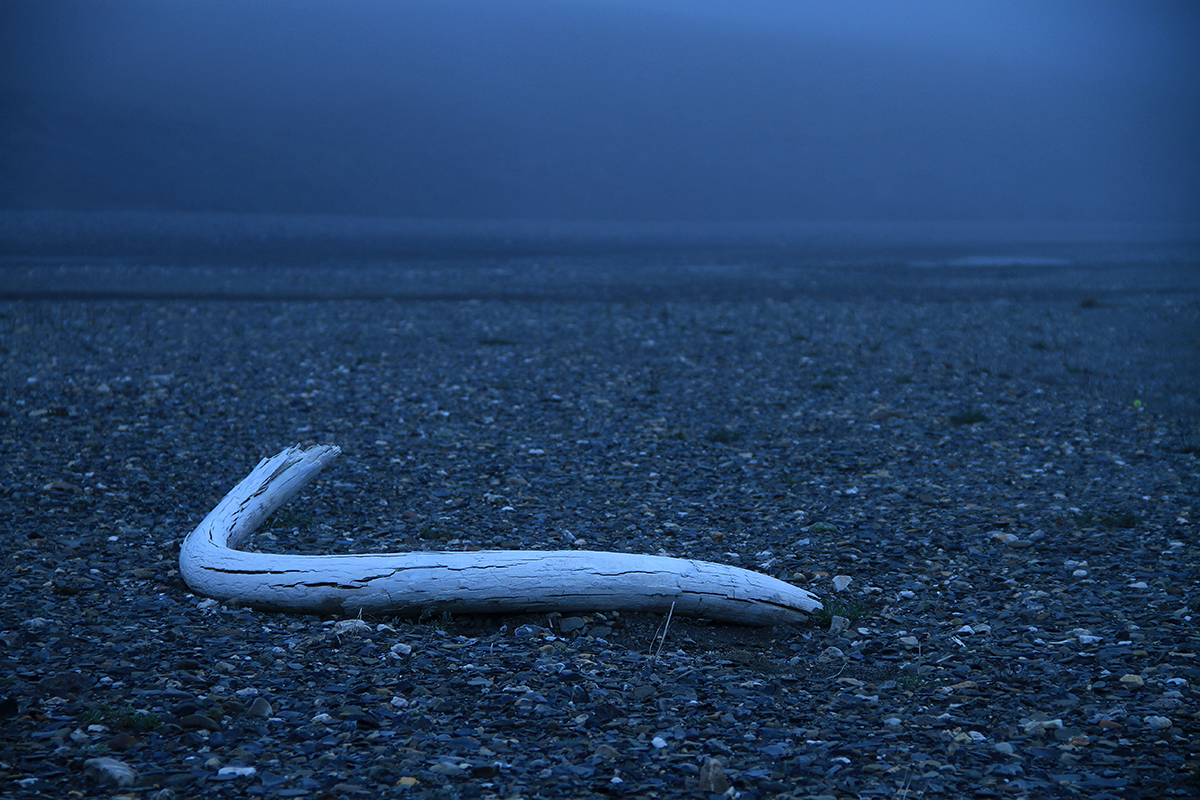 A woolly mammoth tusk recovered on Wrangel Island. Credit: Love Dalén