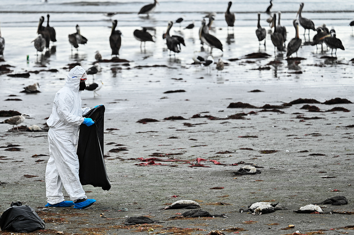 An employee of the Agricultural and Livestock Service (SAG) removes a dead cormorant (Guanay Cormorant) from Changa Beach in Coquimbo, Chile on May 29, 2023. Avian influenza is affecting 53 species across Chile, including pelicans, seagulls, and Humboldt penguins, whose population has decreased by 10%. In 2023 alone, the National Fisheries and Aquaculture Service (Sernapesca) has detected 8,140 deaths, almost double the total number of deaths in the last 14 years combined (4,392). The H5N1 virus arrived in Latin America in October 2022 through migratory birds and has spread throughout the continent. A dozen countries have already reported positive cases of the disease. (Photo by MARTIN BERNETTI / AFP) / "The erroneous mention appearing in the metadata of this photo by MARTIN BERNETTI has been modified in AFP systems in the following manner: [An employee of the Agricultural and Livestock Service (SAG) removes a dead cormorant (Guanay Cormorant) from Changa Beach] instead of [An employee of the Agricultural and Livestock Service (SAG) removes a dead cormorant (Guanay Cormorant) affected by the avian flu at Changa Beach]. Please immediately remove the erroneous mention from all your online services and delete it from your servers. If you have been authorized by AFP to distribute it to third parties, please ensure that the same actions are carried out by them. Failure to promptly comply with these instructions will entail liability on your part for any continued or post notification usage. Therefore we thank you very much for all your attention and prompt action. We are sorry for the inconvenience this notification may cause and remain at your disposal for any further information you may require." (Photo by MARTIN BERNETTI/AFP via Getty Images)
