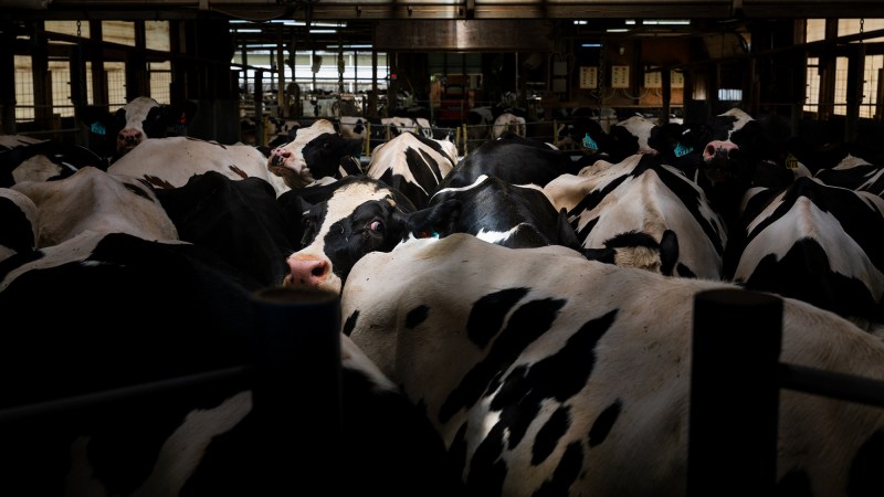cows crowded indoors at a farm