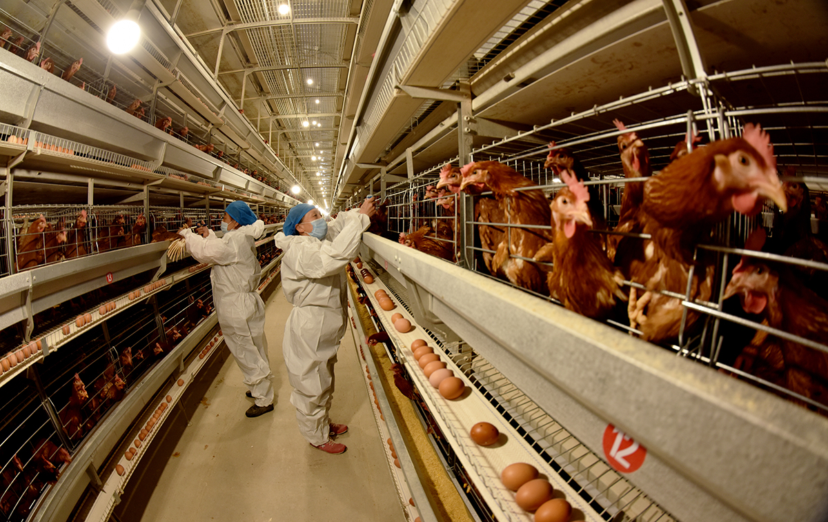 Employees are working on epidemic prevention for chickens at a livestock company in Zhangjiakou, Hebei Province, China, on April 9, 2024. (Photo by Costfoto/NurPhoto via Getty Images)