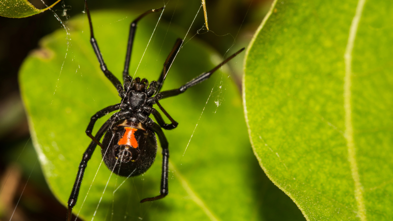 a black widow spider on a leaf. the spider is black with a red marking on its abdomen.