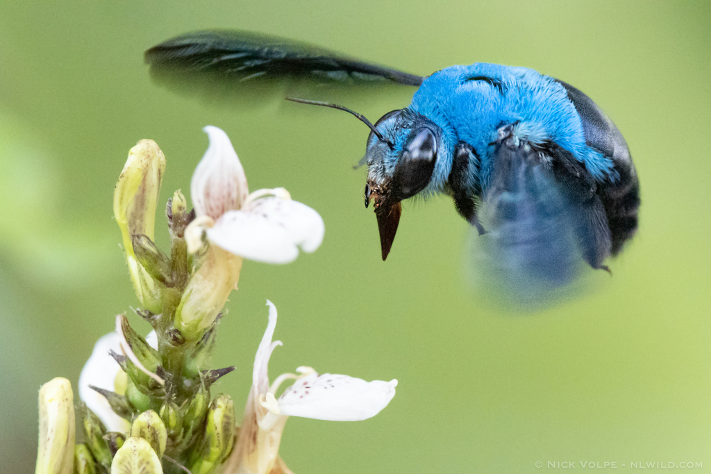 a large blue bee flying over a white flower