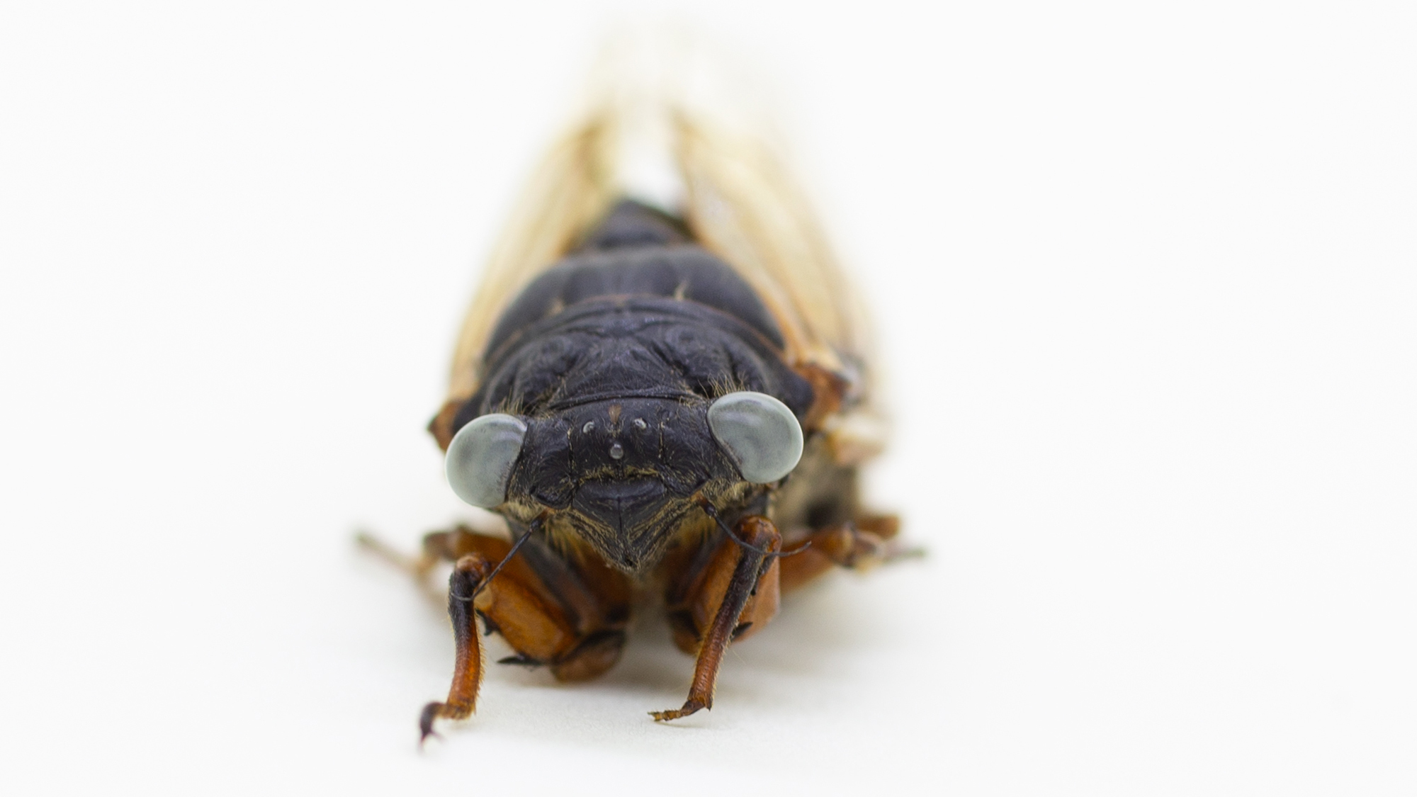 a close up of a cicada with blue eyes