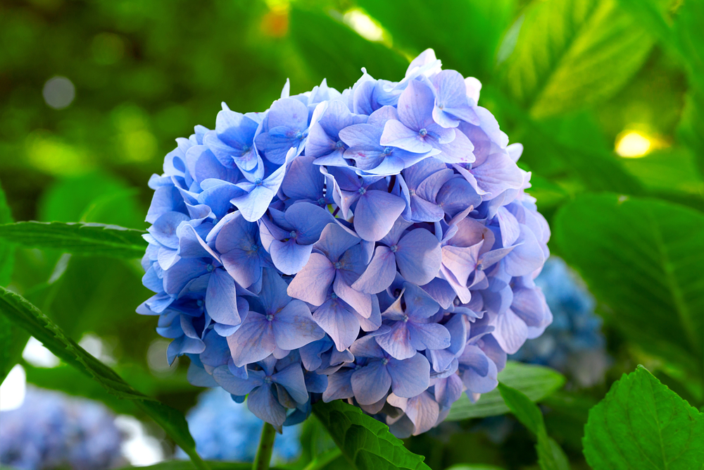 a blue hydrangea next to green leaves