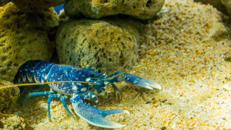 a blue lobster in an aquarium tank