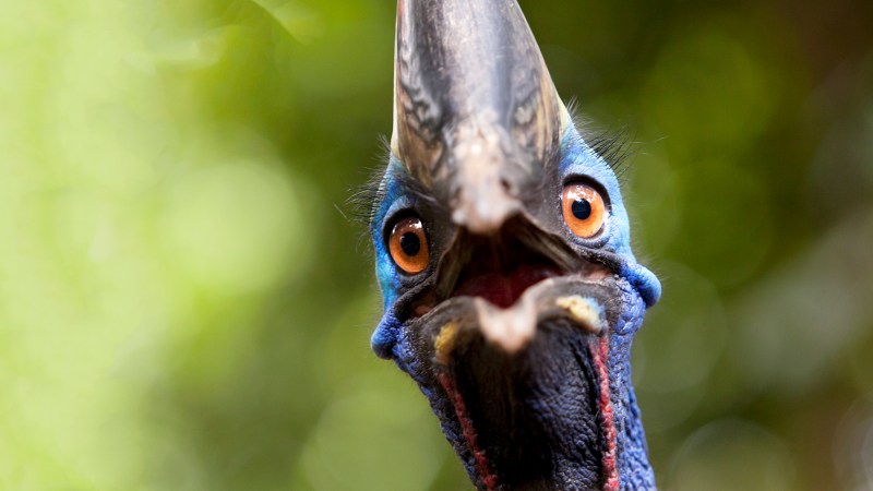 a large bird with blue plummage and orange eyes called a cassowary