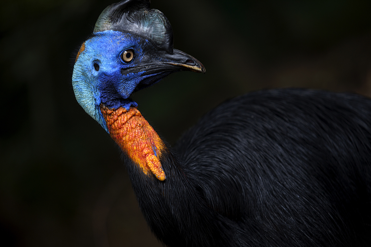 a side view of a large bird with blue, orange, and black plumage called a cassowary