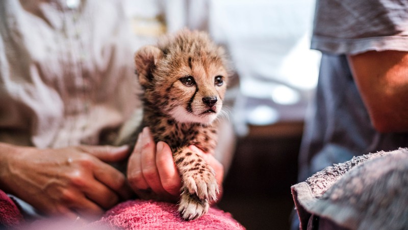 Cheetah cubs rescued from the illegal wildlife pet trade and brought to Cheetah Conservation Fund’s Rescue and Conservation Center.