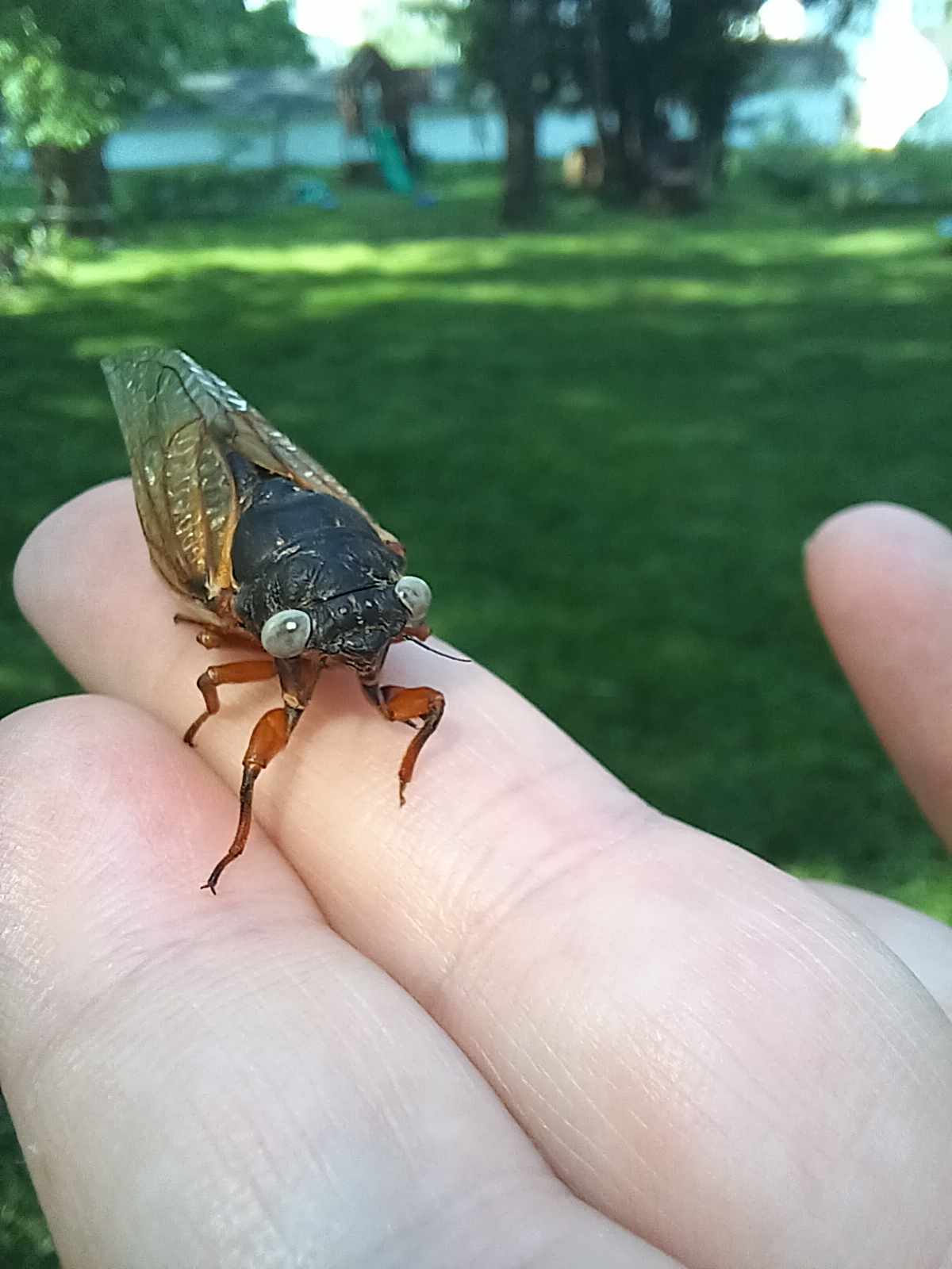 a cicada with blue eyes