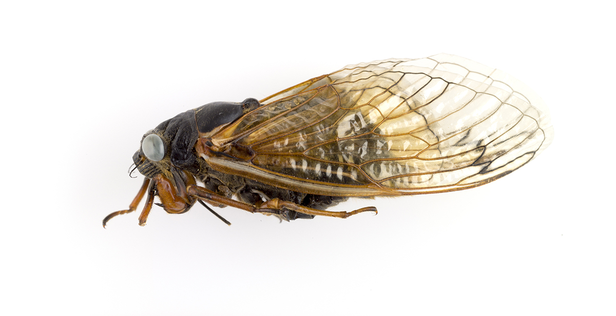 A lateral view of this rare blue-eyed cicada. CREDIT: Daniel Le, Field Museum