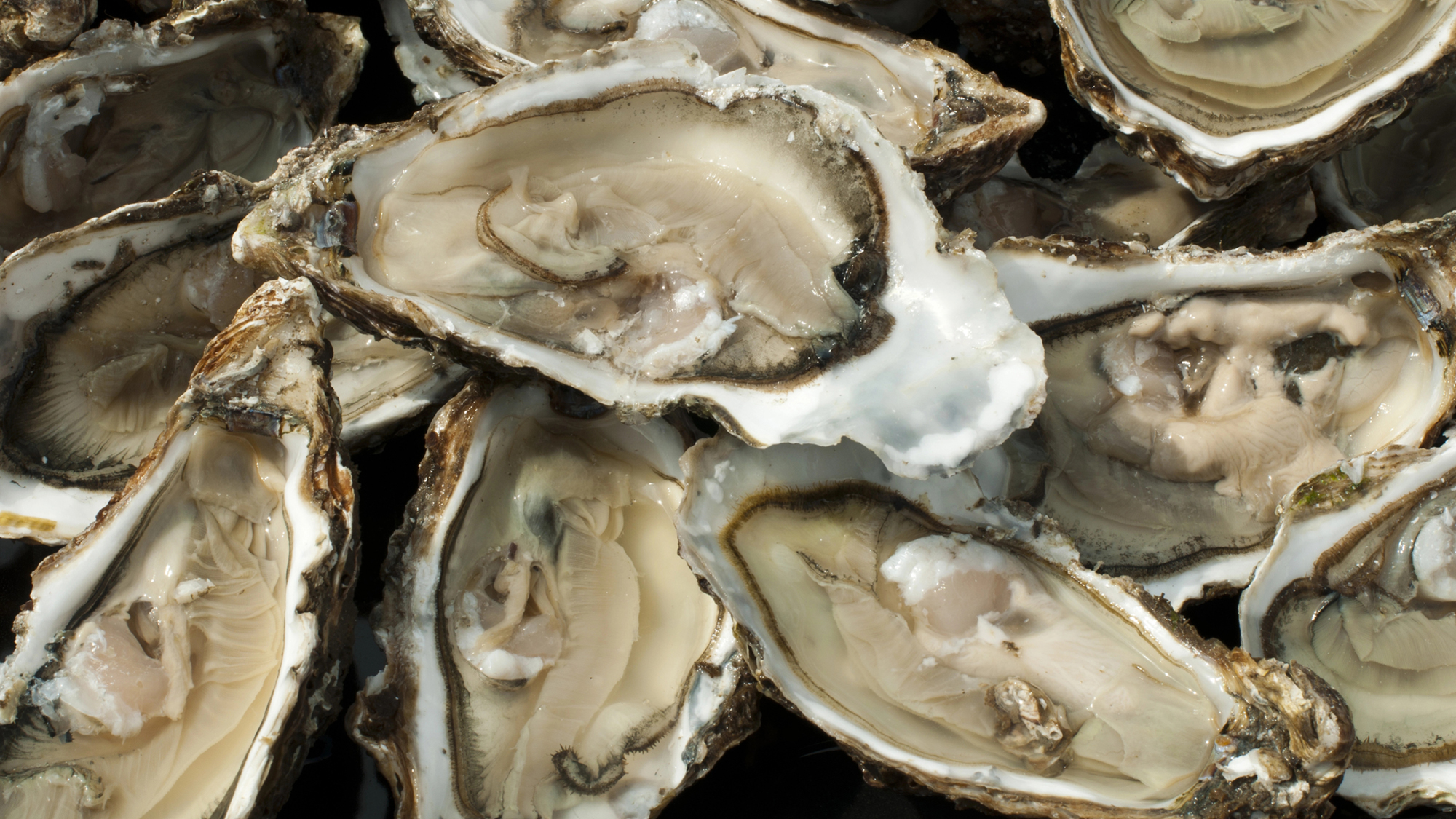 Climate change is coming for your oysters thumbnail