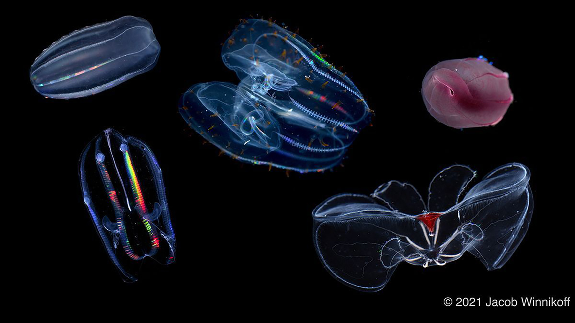 Five of the comb jelly species featured in a new study on how their cells adapt to water pressures. Red coloration as seen in the two specimens at right is common among deep-sea animals.