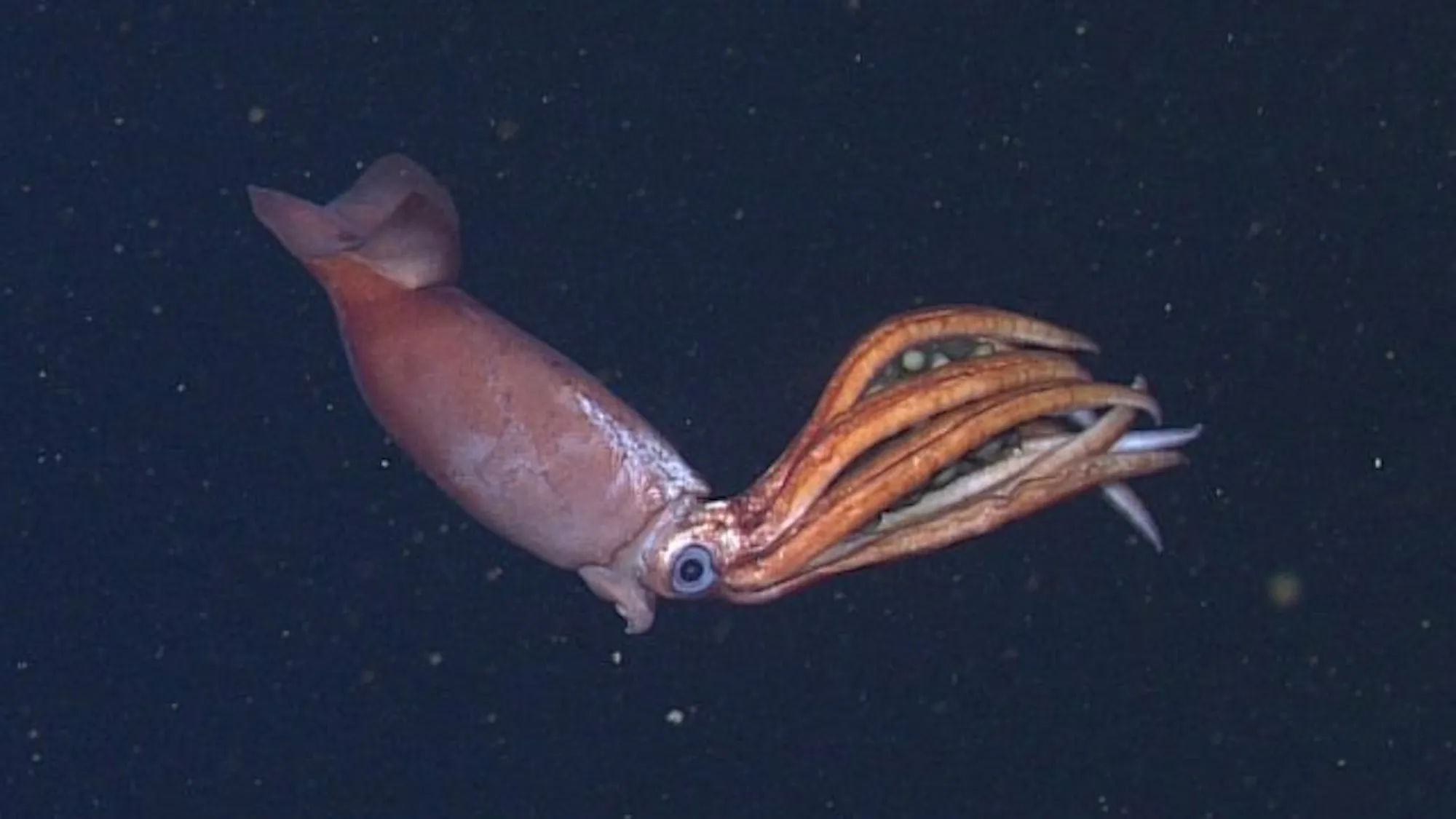 a squid floating in water, clinging to eggs