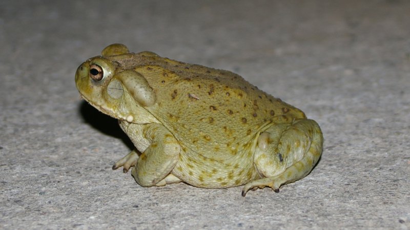 The Sonoran Desert toad.