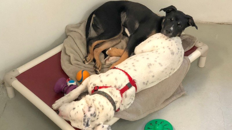 two dogs cuddle together in a bed in an animal shelter