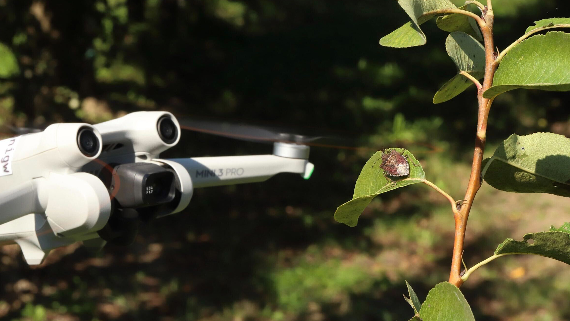 Stink bugs were observed freezing in place when this drone hover bed above them.