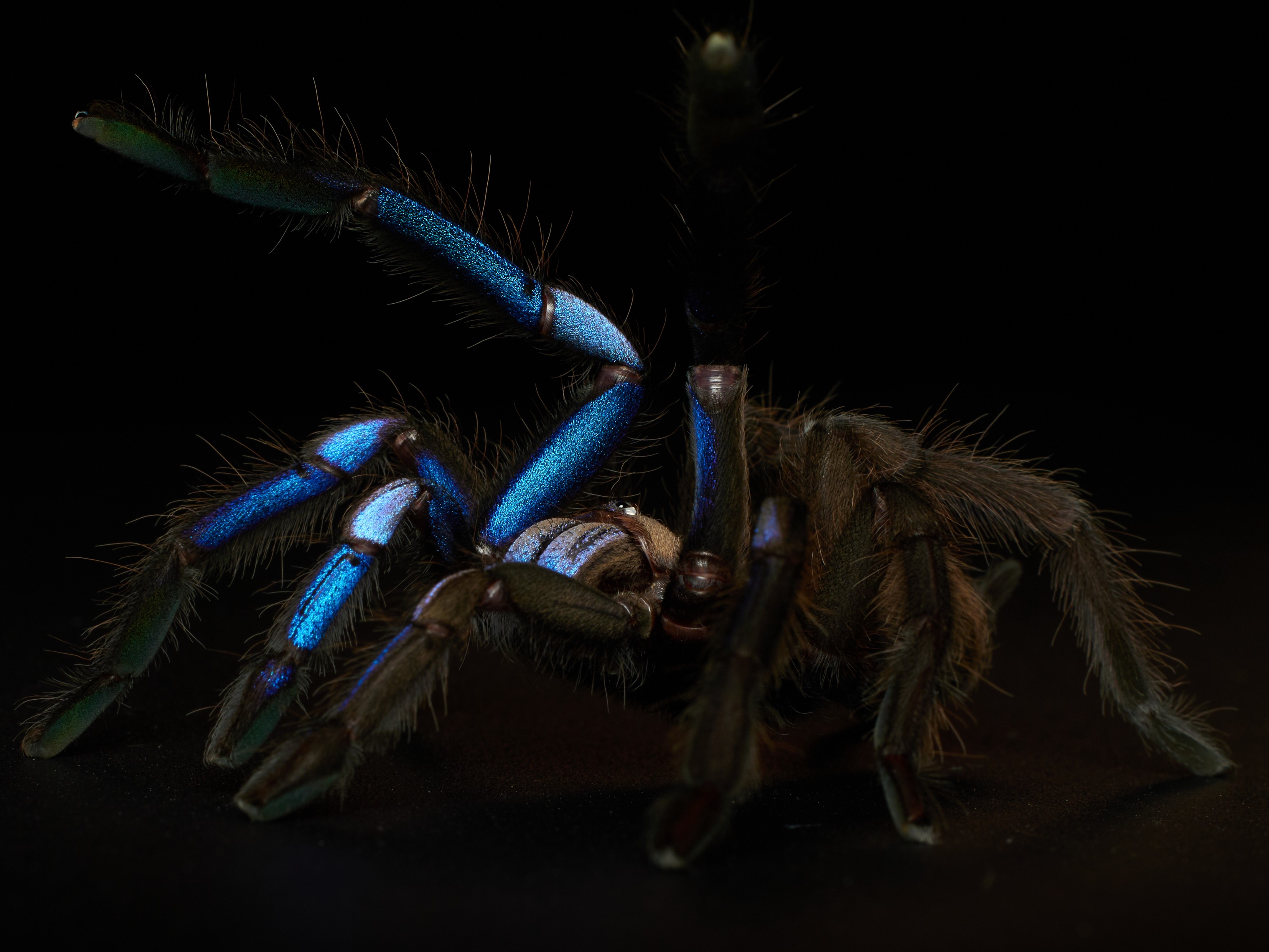 a black tarantula with bright blue legs