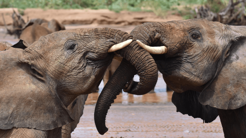 two juvenile elephants greet each other near a watering hole. their trunks are interlocked.
