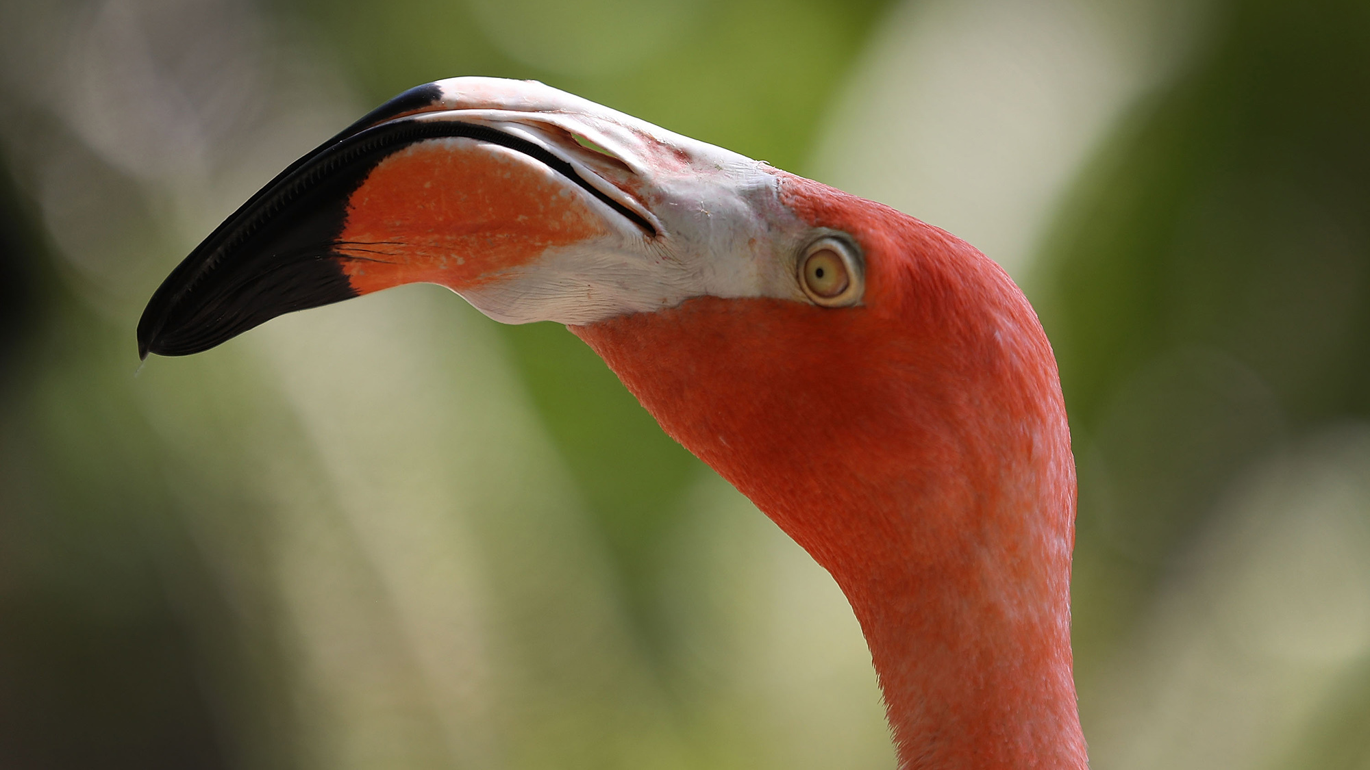 an american flamingo. the bird has pink and white plumage with a black beak