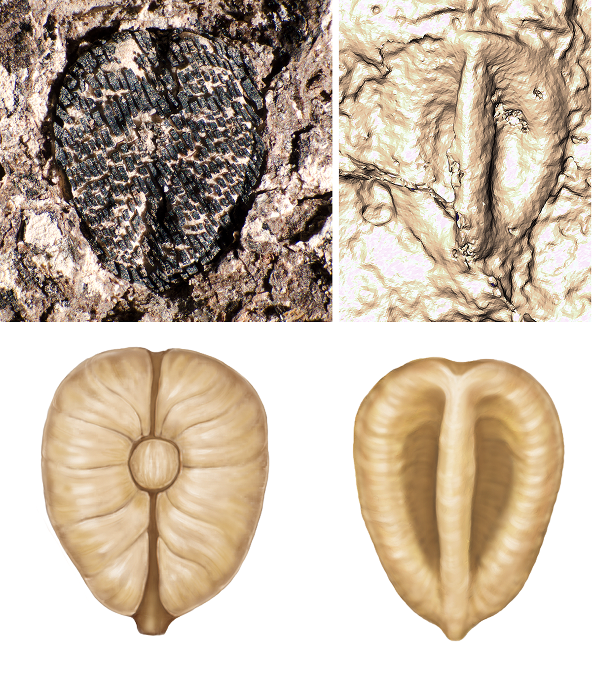 Lithouva - the earliest fossil grape from the Western Hemisphere, ~60 million years old from Colombia. Top figure shows fossils accompanied with CT scan reconstruction. Bottom shows artist reconstruction. CREDIT: Photos by Fabiany Herrera, art by Pollyanna von Knorring.