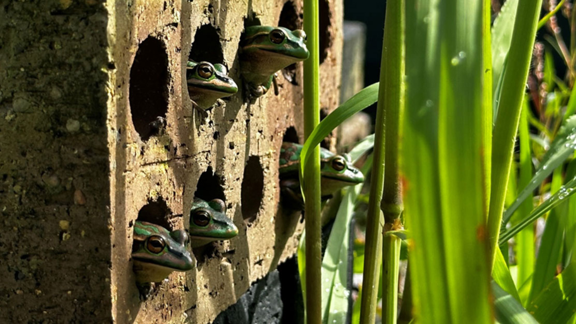 Green and gold bell frogs in artificial hotspot shelter.