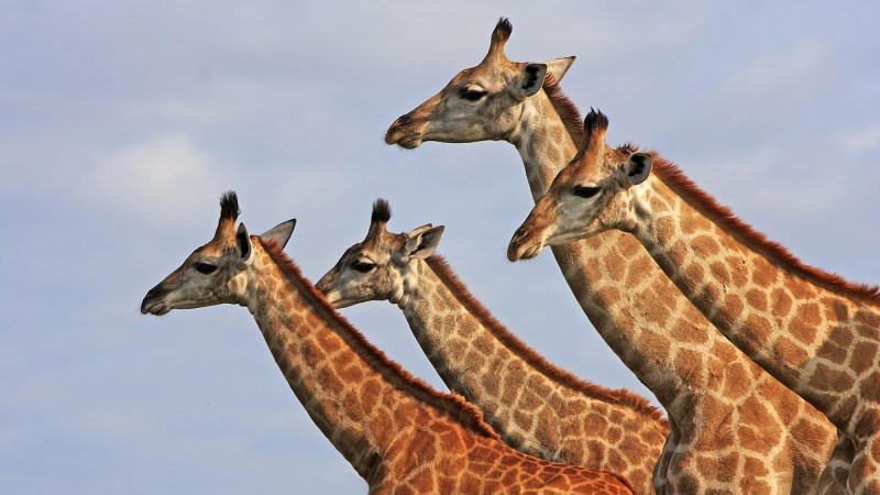 Giraffes are a lot gayer than most people give them credit for