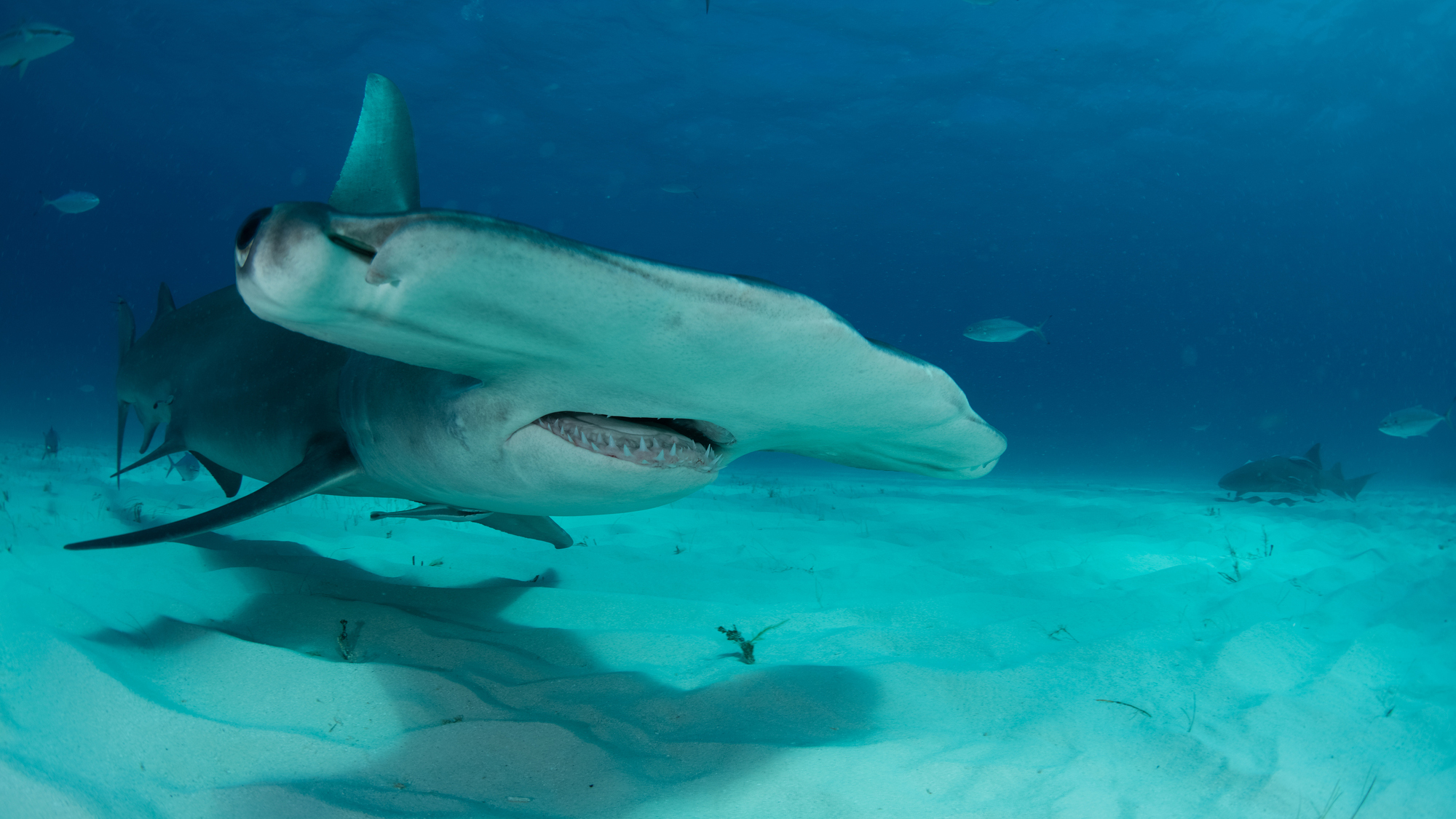 Hammerhead shark