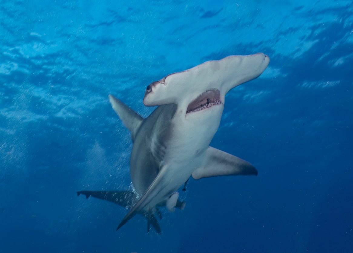 Actor Anthony Mackie and marine biologist Jasmin Graham talk sharks ...