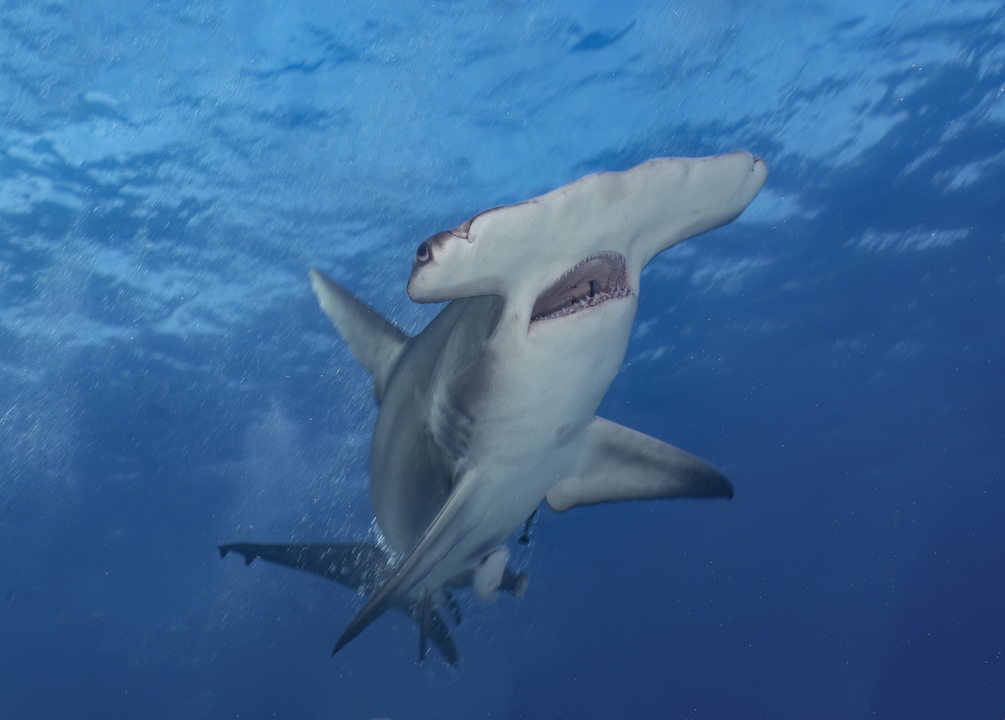 a hammerhead shark, with its eyes on either side of its head