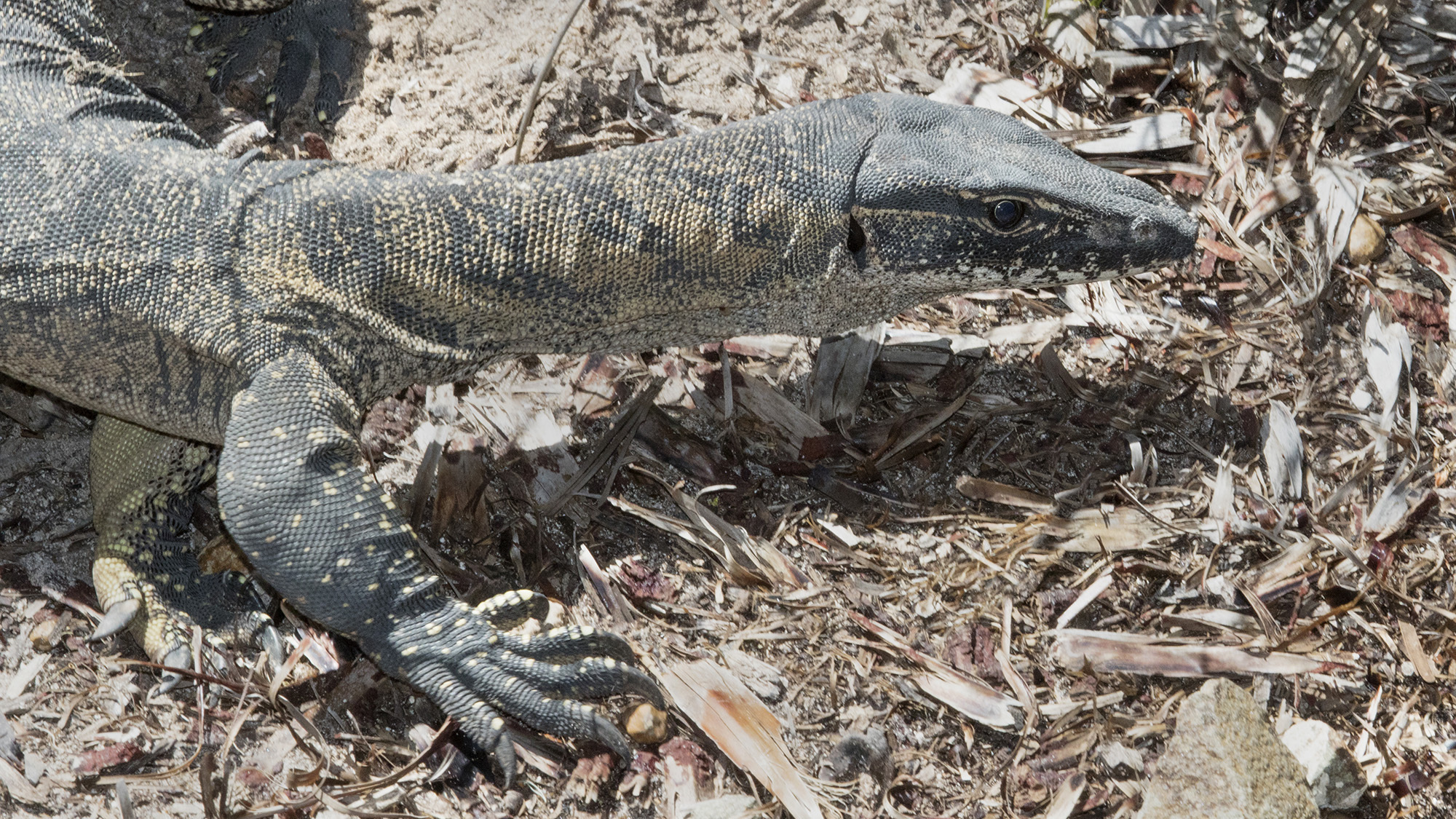 a large lizard with yellow spots in the dirt