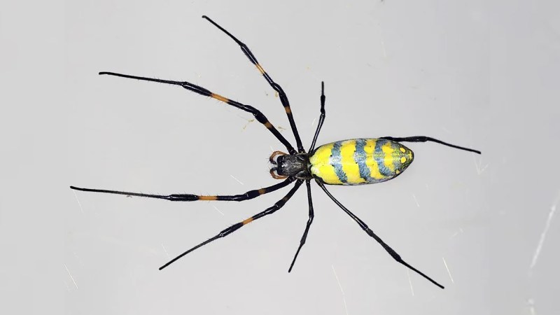 A colorful adult female Joro spider. These arachnids are native to parts of Southeast Asia.