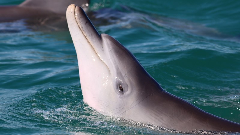 a juvenile dolphin lifts its head out of the water