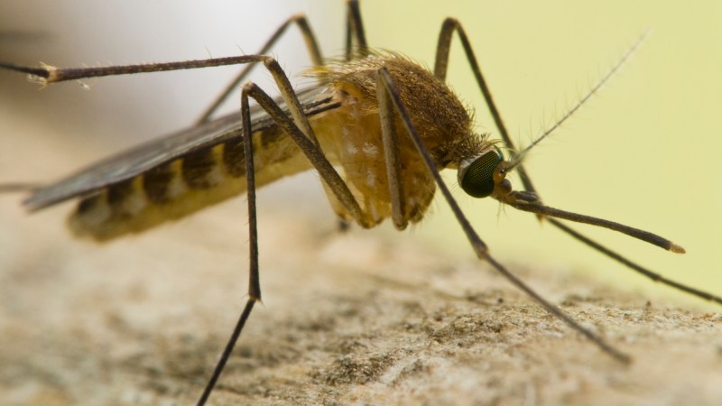 Researchers confirmed in the 1950s that the Culex genus of mosquito — dawn and dusk biters that prefer to feed on birds — were the primary vector of West Nile disease.