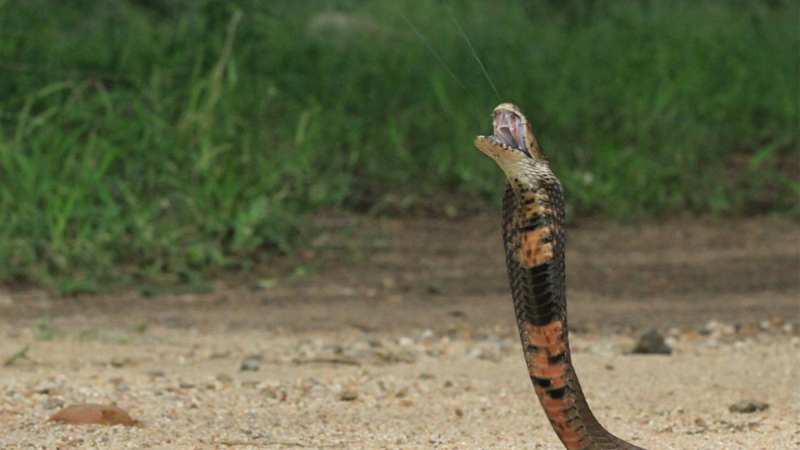 a snake spits venom out of its mouth