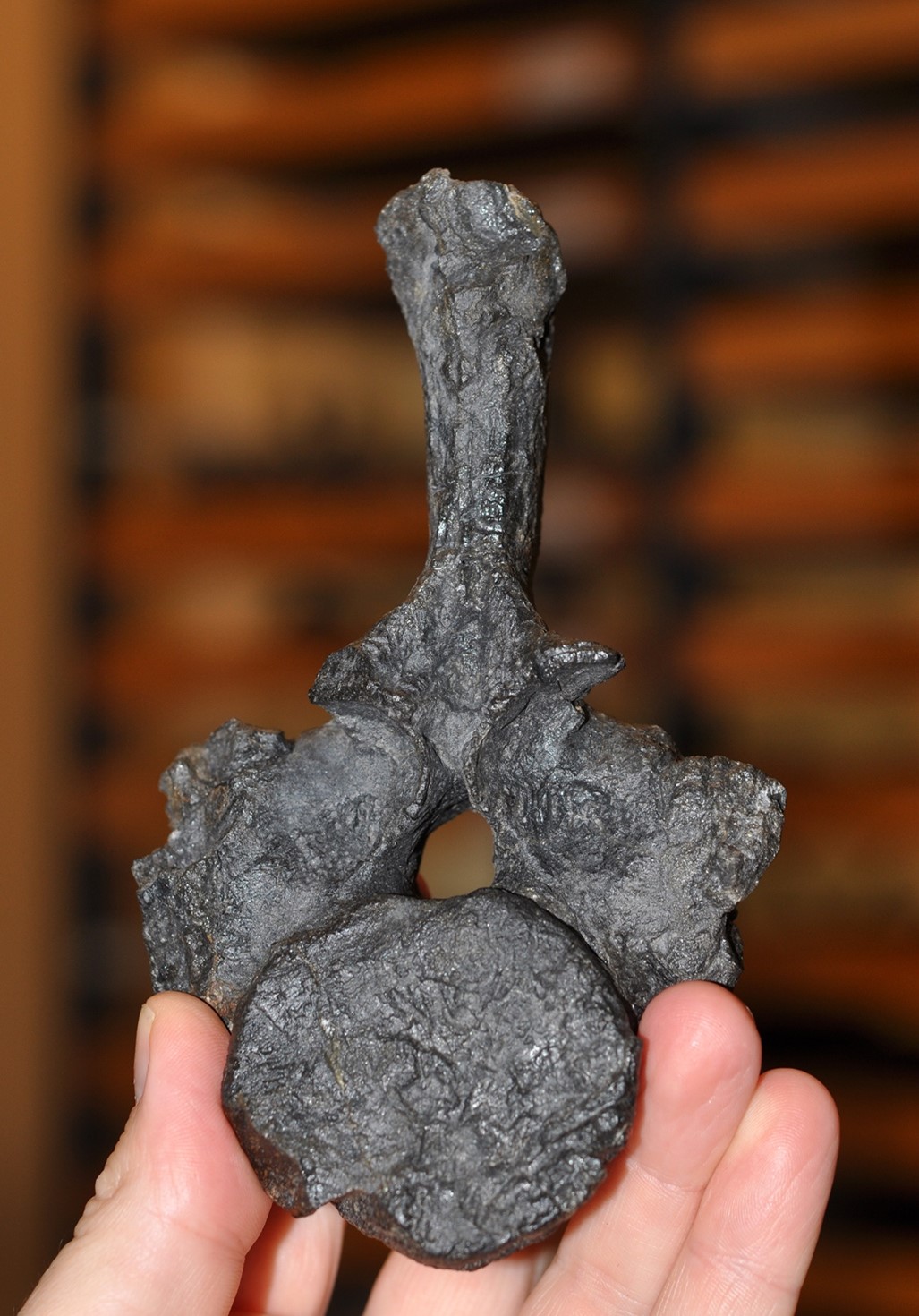 a black vertebra fossil