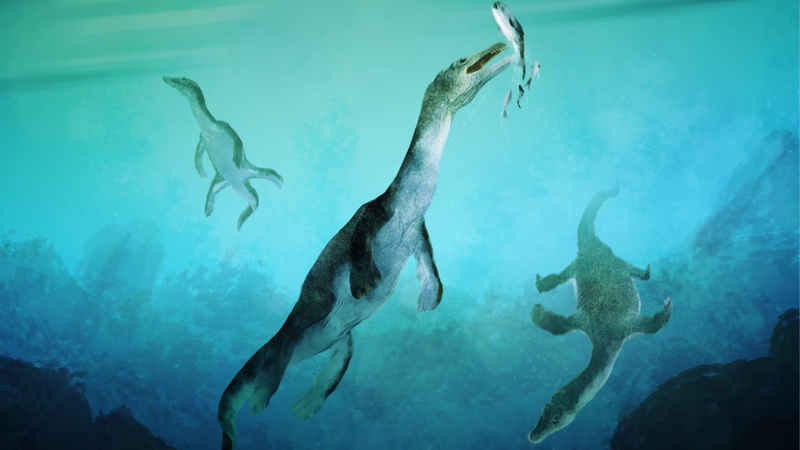 an illustration of three long-necked and marine reptiles swimming with four paddle shaped limbs in an ancient sea